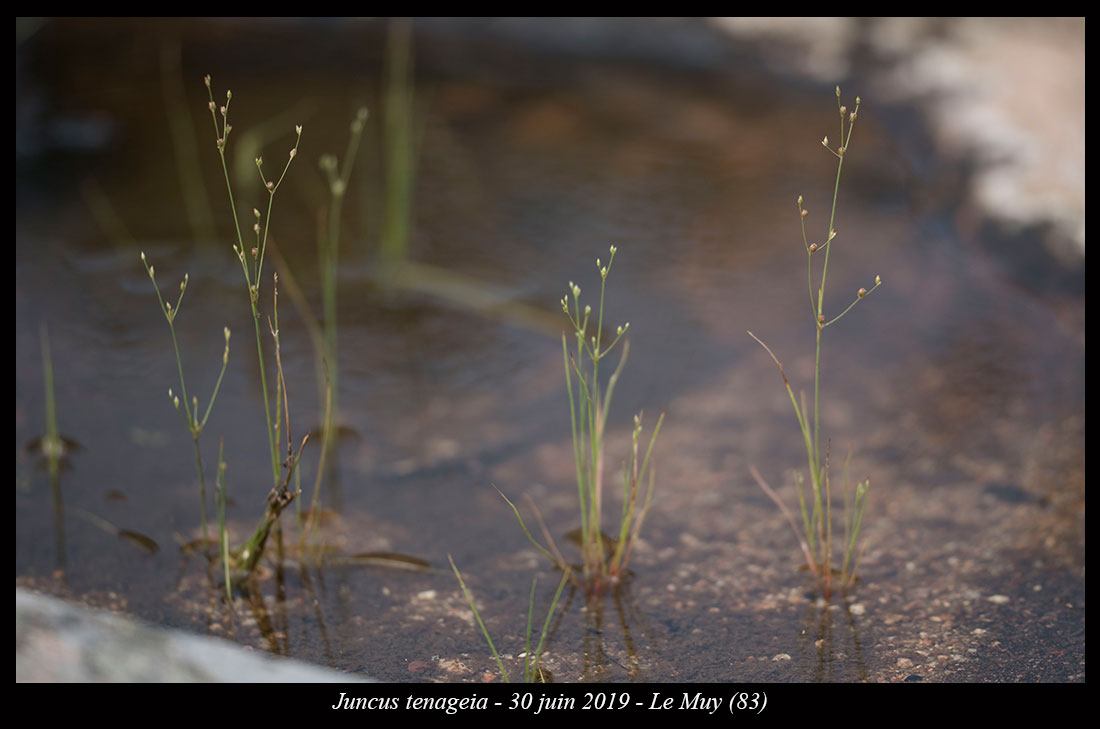 Juncus tenageia